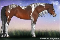 Horse Color:Bay Tobiano and Bay Splash Tobiano