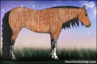 Horse Color:Bay and Bay Roan
