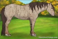 Horse Color:Classic Champagne  and Classic Champagne Dun 