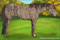 Horse Color:Black and Classic Champagne