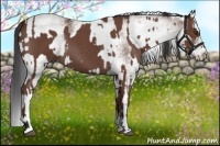 Horse Color:Bay Roan and White Spotted Bay Roan