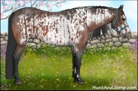 Horse Color:Brown Roan  and Brown Roan Frame 