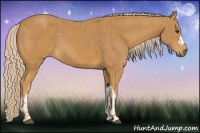 Horse Color:Palomino  and Palomino 