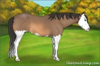 Horse Color:Buckskin Roan Splash 