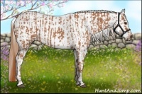Horse Color:Chestnut  and Chestnut Appaloosa 
