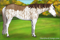 Horse Color:Red Dun Splash and Gray Red Dun Splash