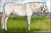 Horse Color:Red Dun Tobiano Rabicano  and Red Dun Tobiano Appaloosa Rabicano 