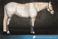 Horse Color:Red Dun Tobiano Rabicano  and Red Dun Tobiano Near Leopard Rabicano 