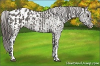 Horse Color:Grullo Appaloosa  and Grullo Appaloosa 
