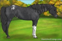Horse Color:Black Appaloosa 