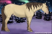 Horse Color:Classic Champagne Dun 