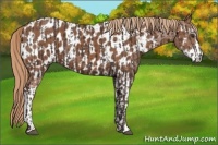 Horse Color:Liver Chestnut Sabino and Chestnut Sabino Appaloosa