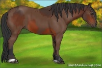Horse Color:Bay and Bay