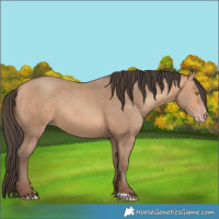 Horse Color:Amber Champagne 