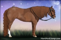 Horse Color:Chestnut and Chestnut