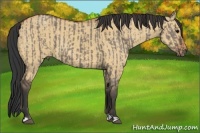 Horse Color:Grullo  and Bay Dun 