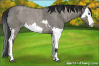 Horse Color:Grullo Roan Splash and Gray Grullo Roan Splash