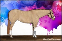 Horse Color:Red Dun  and Red Dun 