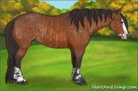 Horse Color:Buckskin and Buckskin Splash