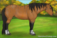 Horse Color:Buckskin and Gray Buckskin