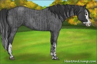 Horse Color:Blue Roan  and Blue Roan Splash 