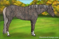 Horse Color:Blue Roan and Silver Blue Roan