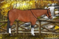 Horse Color:Bay  and Bay 