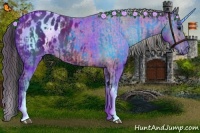 Horse Color:Black Appaloosa and Bay Appaloosa
