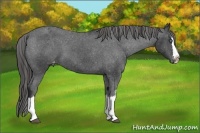 Horse Color:White Spotted Black Splash Appaloosa Rabicano