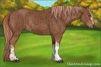 Horse Color:Chestnut and Chestnut Rabicano