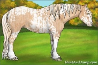 Horse Color:Gold Champagne Roan Splash Tobiano  and Gold Champagne Roan Splash Tobiano 