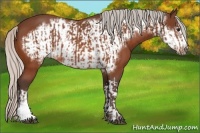 Horse Color:Silver Bay  and Silver Bay Frame 