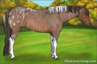 Horse Color:Buckskin Roan Tobiano Appaloosa  and Buckskin Roan Tobiano Rabicano 