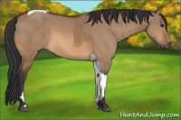 Horse Color:Bay Dun  and Bay Dun Tobiano 