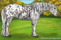 Horse Color:Black Appaloosa  and Silver Black Appaloosa 