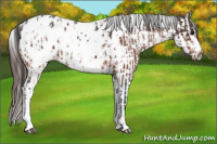 Horse Color:Bay Appaloosa  and Gray Bay Appaloosa 