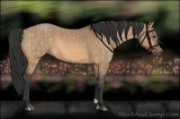 Horse Color:Bay Dun  and Bay Dun 