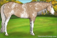 Horse Color:White Spotted Silver Bay Dun