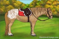 Horse Color:Chestnut  and Chestnut Appaloosa 