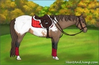 Horse Color:Buckskin Appaloosa 