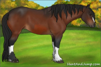 Horse Color:Bay  and Gray Bay 