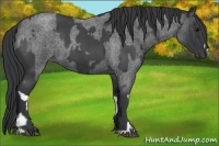 Horse Color:Blue Roan  and Blue Roan 