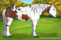Horse Color:Bay Appaloosa  and Bay Appaloosa Rabicano 