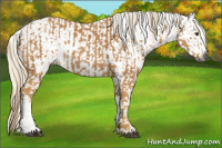 Horse Color:Gray Palomino  and Gray Palomino Appaloosa 
