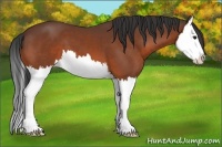 Horse Color:Bay Splash 