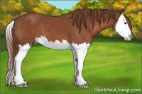 Horse Color:Chestnut Splash 