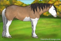 Horse Color:Brown Dun Splash