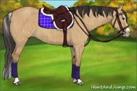 Horse Color:Bay Dun Splash  and White Spotted Bay Dun Splash 