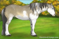 Horse Color:Buckskin Sabino Splash