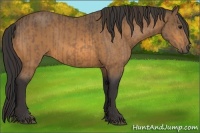 Horse Color:Buckskin and Buckskin